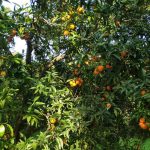 clementin-05