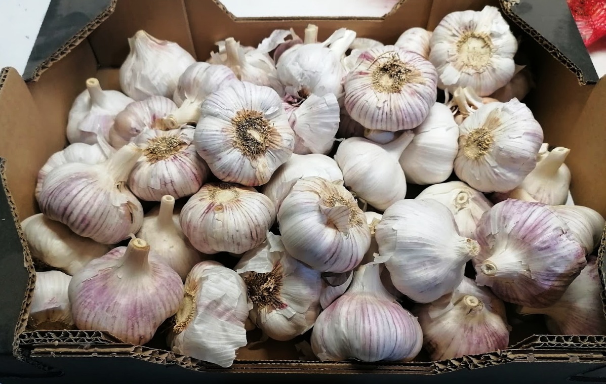 Garlic