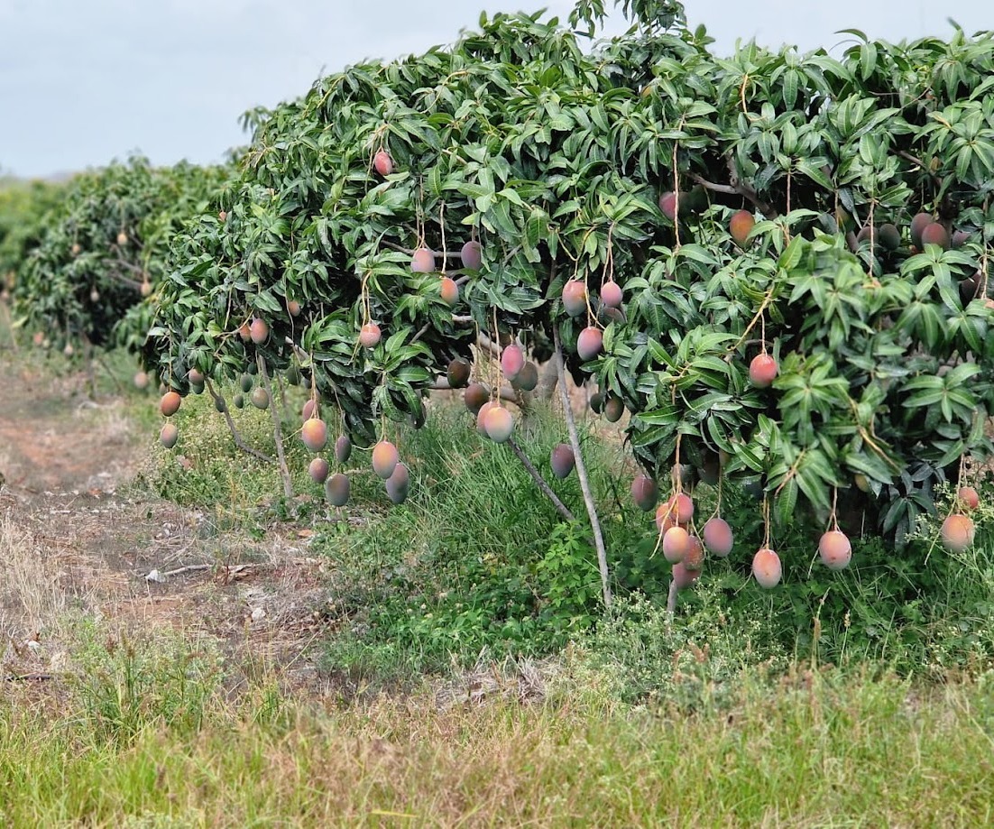 Mango - immagine 3