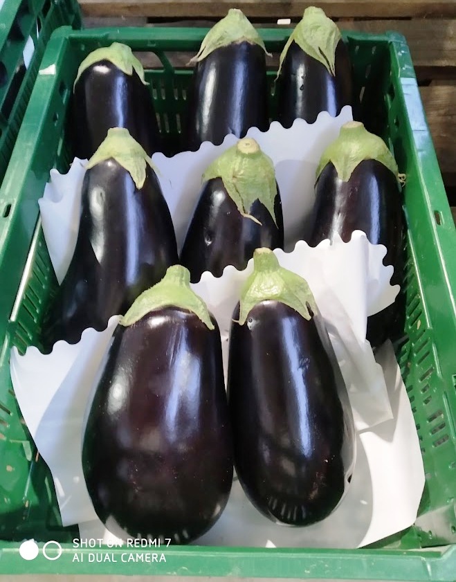 Product features and varieties The varieties are many and differ for shape and colour. Aubergines can have a white, black or purple peel and even a striped mixed purple/white coloured peel. The shapes of the fruit can vary as well: rounded, oval, long or “segmented”.   Areas of production and availability The varieties we commercialize most are the striped “Graffiti” from Spain, the Sicilian purple rounded from Italy and the most common black semi-long varieties both from Italy and Spain, available all year around. From Italy we also have a Demeter production.   Packaging Aubergines are packed in cardboard boxes and RPC (reusable plastic containers).