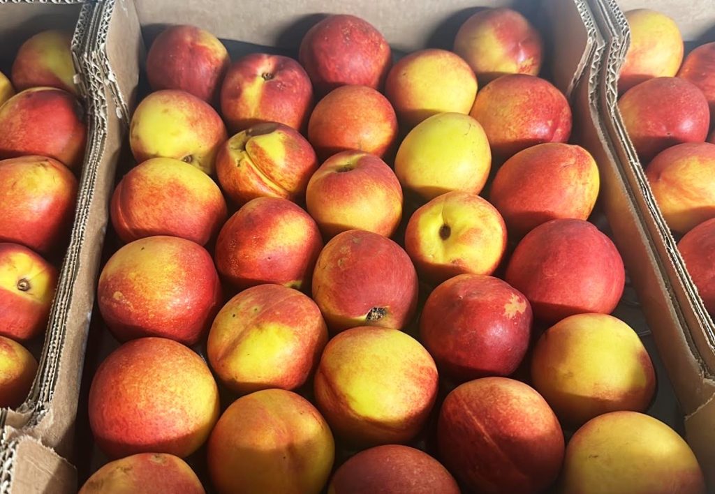 As for peaches, we commercialize red skinned nectarines with yellow or white pulp, in many different calibres, packed loose or laid in cardboard boxes or RPC. The availability goes from May to August. See PEACH for more info.