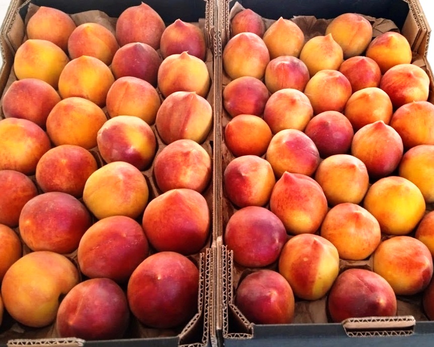 Product features Peaches and nectarines are the same species, even though they are regarded commercially as different fruits. The skin of nectarines lacks the fuzz (fruit-skin trichomes) that peach-skin has. We mostly commercialize peaches with white and yellow pulp and red skin.   Area of production and availability Our peaches come both from Italy and Spain. Since the italian production is spread from the North to the South our availability goes from May to the end of August or the beginning of September. Both in Italy and Spain we also have producers with Demeter certification.   Packaging We can offer peaches loose or laid, in cardboard boxes or RPC (Reusable Plastic Containers). All the calibres are available.