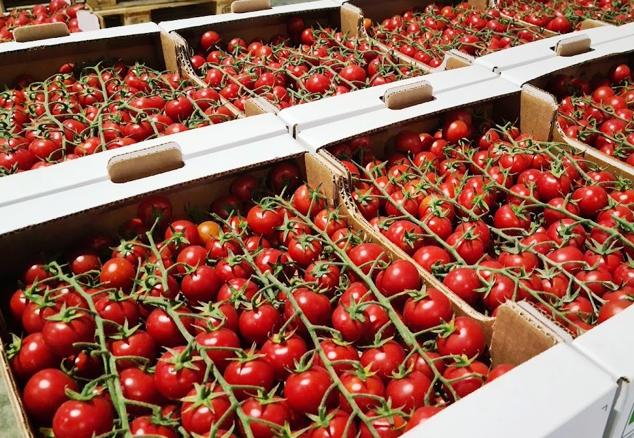 Product features Called “Cherry” for their rounded shape and small size, this cocktail tomato has a bright red colour (other varieties such as yellow, green, and black also exist), a sweet taste, crunchy pulp and juicy inside. Our best producers are located in Sicily, the product is available all year long and packed in vine loose in little cardboard boxes.
