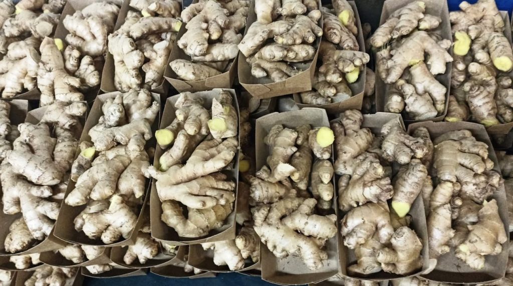 Production area and harvesting We receive our ginger from plantations in Peru where the climate is perfect to cultivate the ginger root. The harvest begins around September and lasts until May. It can be stored further without drying out because of a natural long durability. Packaging We offer the fresh gingers loose in cardboard boxes.