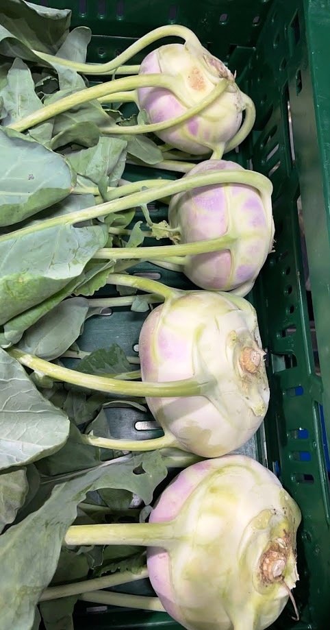 Areas of production and availability In Italy, the production of kohlrabi, also Demeter and both CMS free or not, is spread in all southern regions, from Campania to Sicily. We also have a northern production in Veneto. The product, even in the violet variety, is available from the end of October till the beginning of May.   Packaging The pieces of kohlrabi are packed in wooden boxes.