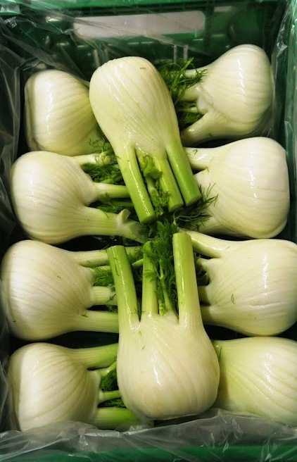 Areas of production and availability Our fennel is produced both in Italy and Spain and, according to the different regions of production, it is available all year long. Packaging Fennel is packed in wooden boxes or in RPC (Reusable Plastic Containers).