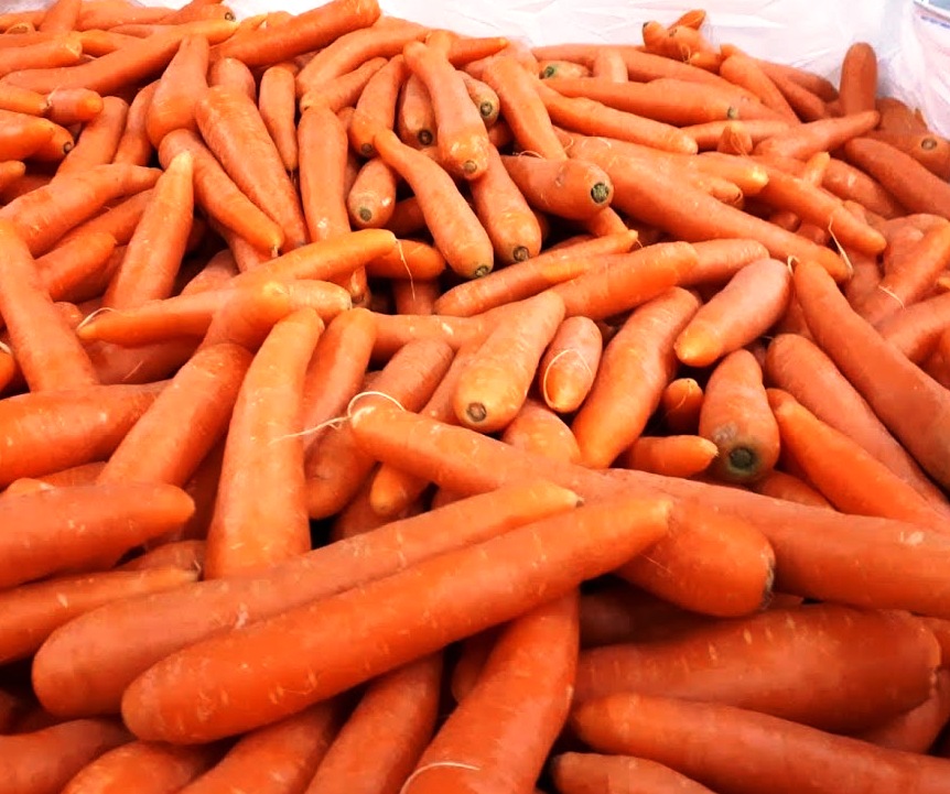 Production area and ripening period: The excellent peculiarities of the product are due to the pedoclimatic characteristics of the west Sicilian territory (Ragusa and Syracuse), where the fields are located, and in particular to the mild winter temperatures, the high luminosity, the medium-textured, deep, fresh soils with a good supply of potassium that helps an intense regular colouring, with a high content of sugar, mineral salts and beta carotene. The ripening extends from late February to early June.   Packaging: Wooden boxes or RPC (Reusable Plastic Containers). Also available in 1000 kg big bags both in EUR and INDU pallets. Size, diameter and length depend on the category. Each package includes only product of the same origin, variety, colour and quality.