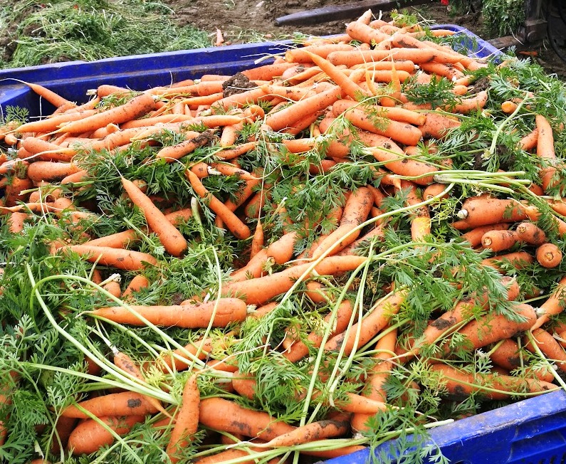 Carrot - immagine 3