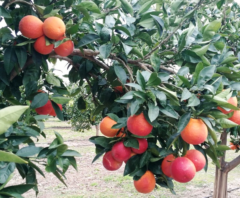 Orange - immagine 4