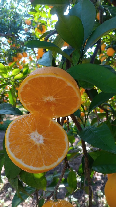 Orange - immagine 3