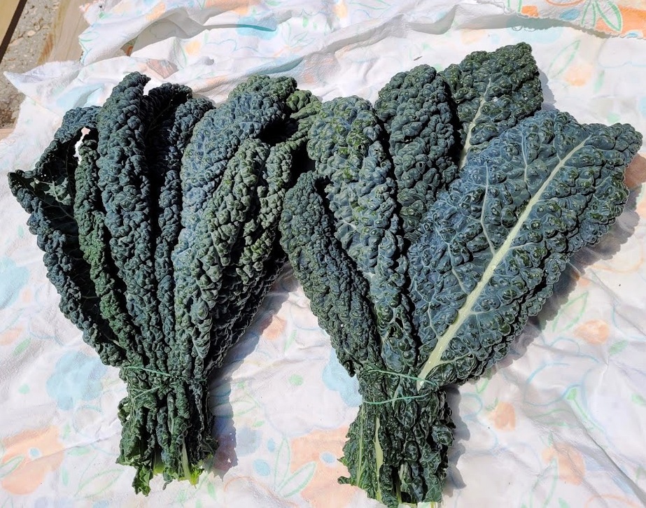 Availability and area of production The availabilty of black cabbage of our producer, located in Puglia, goes from the middle of December to the end of February. Packaging The article is available in bunch or loose and packed in wooden boxes or RPC (Reusable Plastic Containers).