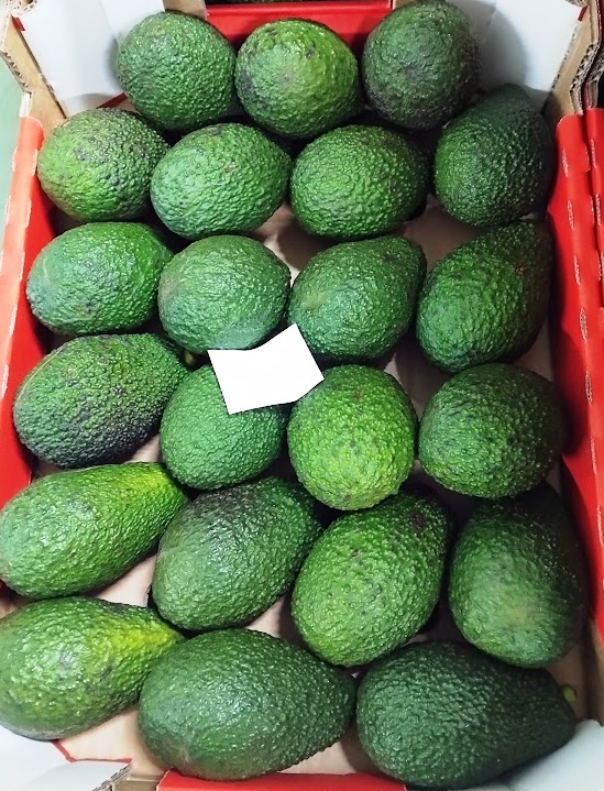 Avocados - immagine 4