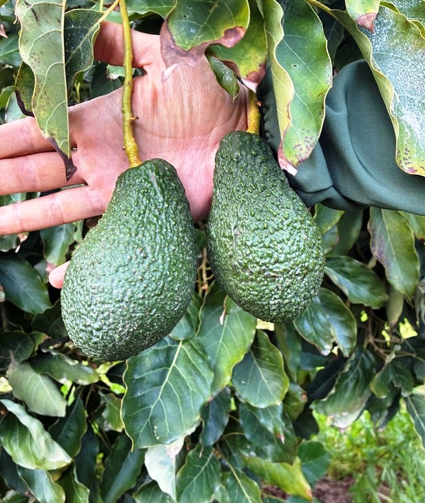 Avocados - immagine 3