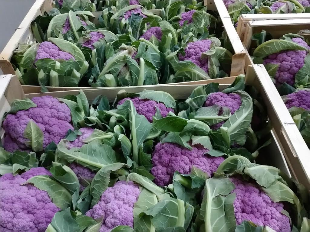 Product features The cauliflower can have different colours: white, green, violet or also orange. The inflorescences which compose the head are rounded, while in the Romanesco variety (just green) they are pointed and each point is the miniature of the whole head: a real magic of nature! Areas of production and availability Because weather is a limiting factor for producing cauliflower, the plant grows best in moderate daytime temperatures 21–29 °C, with plentiful sun, and moist soil conditions high in organic matter and sandy soils. For these reasons, our best productions are located in middle Italy (Apulia and Abruzzo) in autumn and in northern Italy (Veneto) in spring. Our yearly availability goes from November to January and from March to May. Packaging Our cauliflowers are mostly packed in wooden boxes or in RPC (Reusable plastic containers).