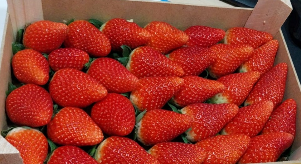 Varieties and availability: Some of the varieties available are the Candonga, Melissa and Nabila, starting from February and available until June. The varieties Candonga and Nabila are early-maturing cultivars suitable for southern environments and Mediterranean climates so our best producers are located in Sicily and Calabria. The bright red color, the elongated conical shape and the sweet, consistent and aromatic pulp are the qualities that meet the favor of producers and consumers.   Processing and packaging: Collection, selection and packaging are carried out scrupulously by hand to preserve all the organoleptic characteristics of the fruit. The packaging available are 250 or 500g trays in cardboard boxes.