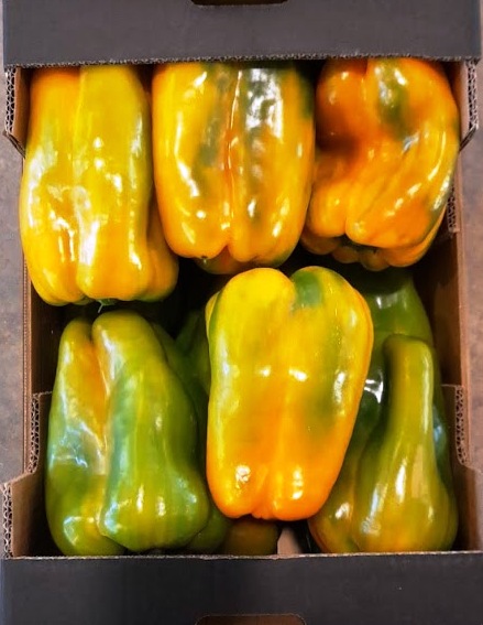 Pepper - immagine 4