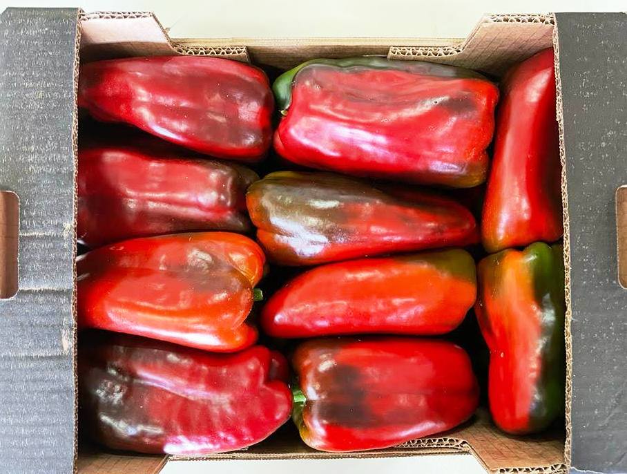 Product features Bell peppers have large fruits in different colours, including red, yellow, orange, green, white, and purple, while chilli peppers are usually smaller and pointed. Varieties and areas of production The varieties we commercialize the most are the red, yellow, green and orange bell peppers and pointed sweet peppers and the spicy red pepper. A particular reference are the mixed snack peppers, grown in biodynamic agriculture. Due to the better climate conditions, our best producers in Italy are located in sunny Sicily, whereas in Spain the peppers come from the Southern region Andalucía. Demeter peppers are also available from both countries. Tip: the Sicilian red bell pepper is actually characterized by a variegated red colour turning into green.   Packaging The good is delivered in cardboard boxes and RPC (reusable plastic containers).