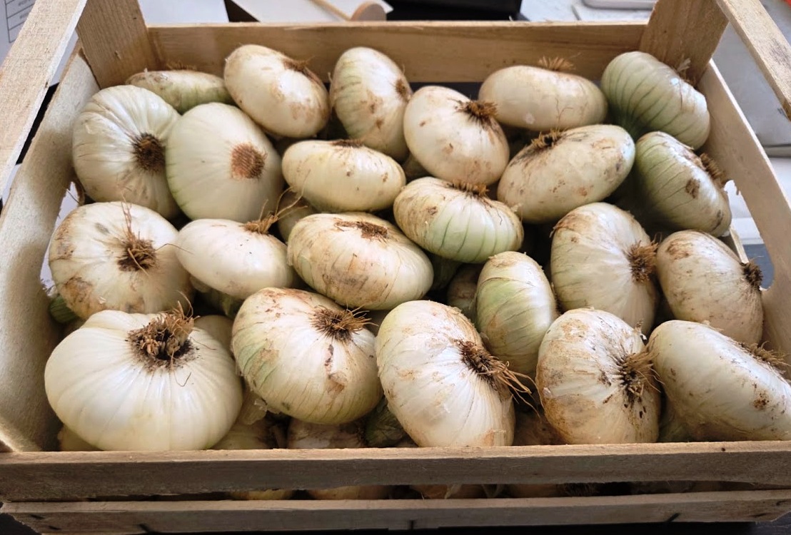 Onions - immagine 5