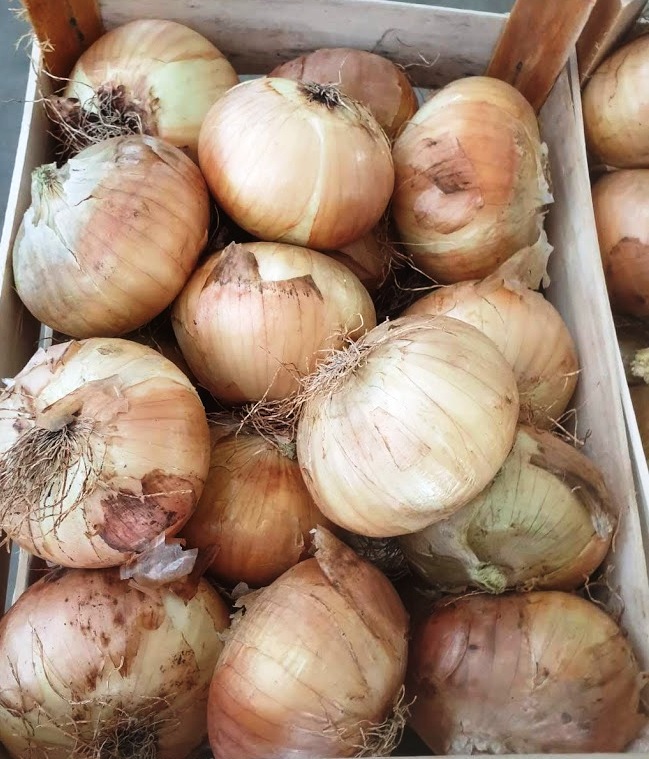 Onions - immagine 3