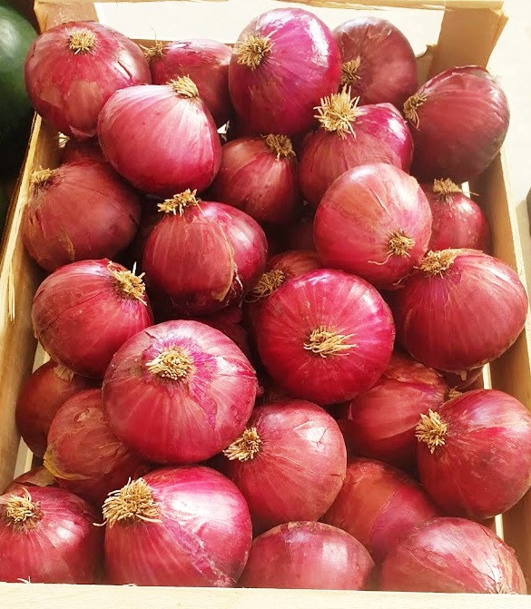 Product features and varieties Common onions are divided in three colour varieties: yellow, red and white, which also differ in organoleptic characteristics and so in cooking uses. Yellow onions have a strong taste, whereas red onions are sweeter and perfect also for raw consumption. We also commercialize the shallot. Production area and harvesting We commercialize onion both from Spain and Italy. Our best varieties of Spanish onions are the yellow Recas, and the red Potes and, between the Italian ones, the famous Borettana onion. Those two varieties of yellow and red onions are produced on a farm in the west of the Spanish region Andalucía in the highlands of about 1000 m elevation. Protected from extreme heat waves and droughts, our red onions can thrive until the harvest in the beginning of August until beginning of November. The yellow onions, on the other side, are available from September until February. Italian onions, including Borettana, and shallot are available from August till the end of February or the beginning of March. The areas of production in Italy are in Abruzzo and Sicily. Packaging Onions can be delivered loose in cardboard boxes from Spain. For the Italian products the boxes available are in cardboard box wooden and RPC.