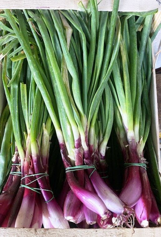 Onions - immagine 2