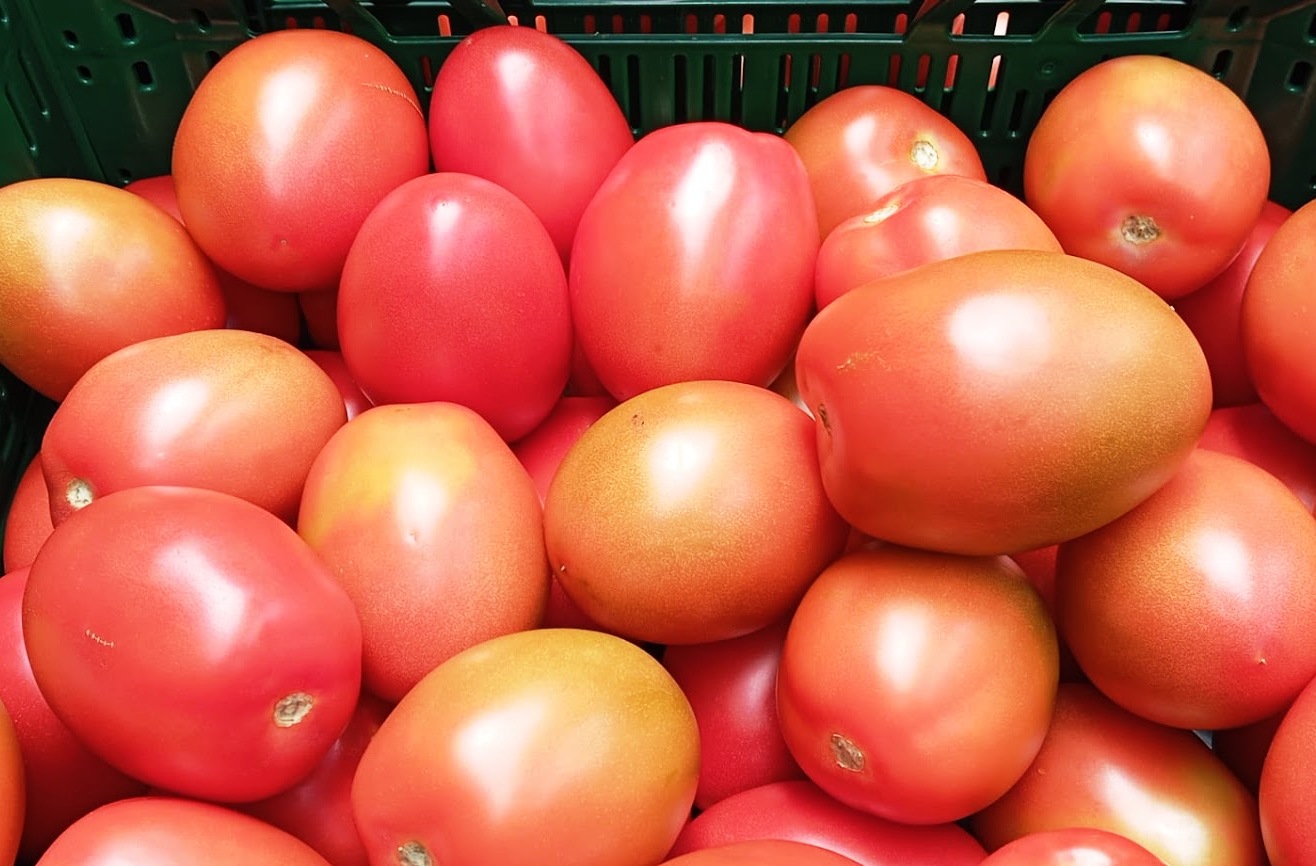 Tomato
