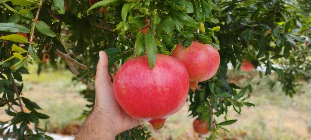 Area of production and availability Our pomegranates are produced in Tunisia and in Spain and they ripe from September to February. Packaging Pomegranates are delivered in little or big cardboard boxes.