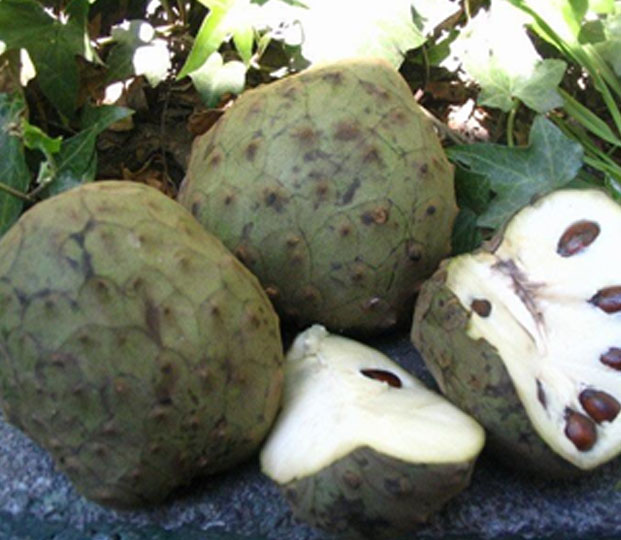 Production area and harvesting We receive the Chirimoyas from the tropical coast in the South Spanish region Andalucía to avoid long shipping periods from oversees. The harvesting period goes from October until April. Storage tip: do not fridge!   Packaging We offer the chirimoyas laid in cardboard boxes.