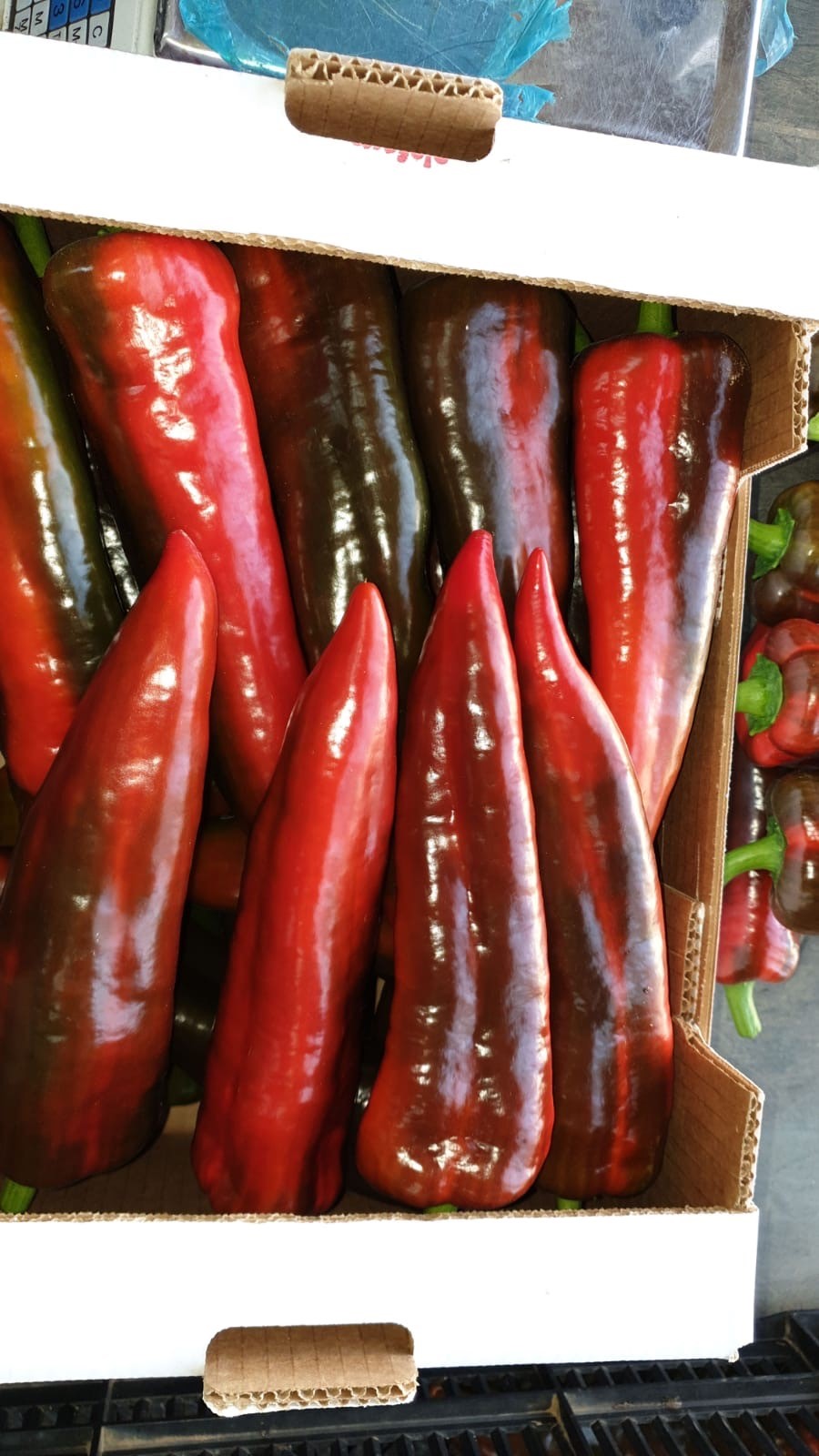 Pepper - immagine 13