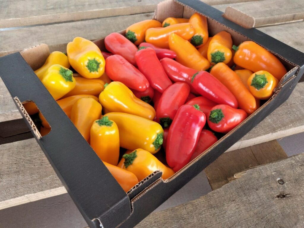 Product features Bell peppers have large fruits in different colours, including red, yellow, orange, green, white, and purple, while chilli peppers are usually smaller and pointed. Varieties and areas of production The varieties we commercialize the most are the red, yellow, green and orange bell peppers and pointed sweet peppers and the spicy red pepper. A particular reference are the mixed snack peppers, grown in biodynamic agriculture. Due to the better climate conditions, our best producers in Italy are located in sunny Sicily, whereas in Spain the peppers come from the Southern region Andalucía. Demeter peppers are also available from both countries. Tip: the Sicilian red bell pepper is actually characterized by a variegated red colour turning into green.   Packaging The good is delivered in cardboard boxes and RPC (reusable plastic containers).