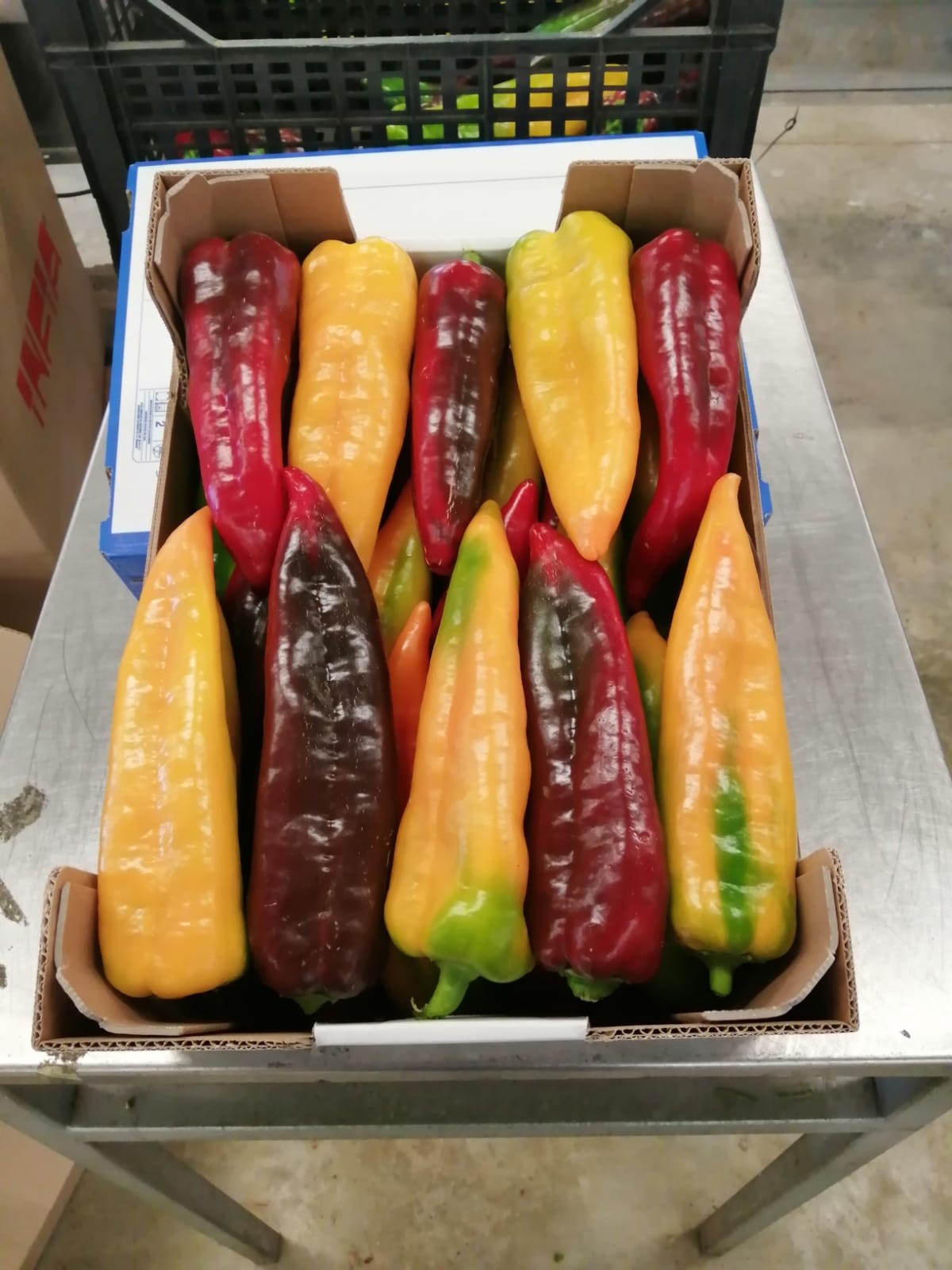 Pepper - immagine 12