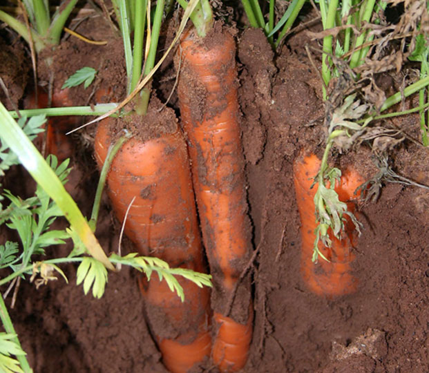 Production area and ripening period: The excellent peculiarities of the product are due to the pedoclimatic characteristics of the west Sicilian territory (Ragusa and Syracuse), where the fields are located, and in particular to the mild winter temperatures, the high luminosity, the medium-textured, deep, fresh soils with a good supply of potassium that helps an intense regular colouring, with a high content of sugar, mineral salts and beta carotene. The ripening extends from late February to early June.   Packaging: Wooden boxes or RPC (Reusable Plastic Containers). Also available in 1000 kg big bags both in EUR and INDU pallets. Size, diameter and length depend on the category. Each package includes only product of the same origin, variety, colour and quality.