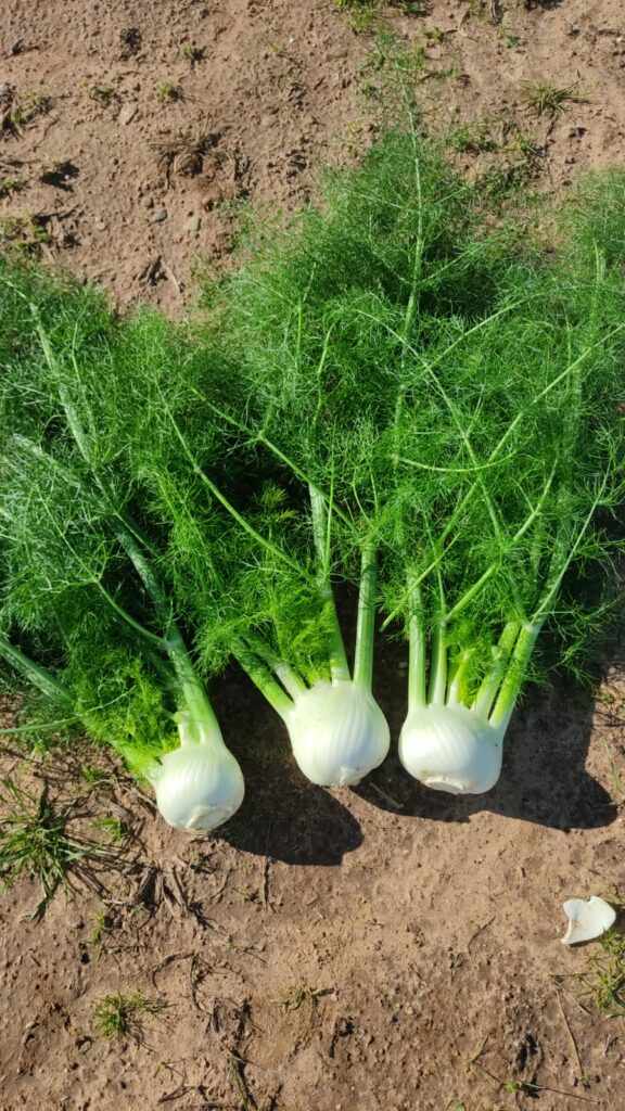 Areas of production and availability Our fennel is produced both in Italy and Spain and, according to the different regions of production, it is available all year long. Packaging Fennel is packed in wooden boxes or in RPC (Reusable Plastic Containers).