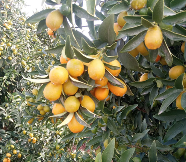 Product features It is usually eaten all at once, pulp and peel together: while the pulp has a slightly sour taste, the soft peel has a sweet taste together with the aromatic oils it contains. Production area and harvesting Our kumquats (variety Margarita) are cultivated in the province of Granada, in Andalucía, in the South-Spain. The special climate of the mountains is a perfect mix of moderate temperatures and frequent rain. Due to the different and specific environment, the harvest time might vary and begins in December and lasts until April. Packaging The Kumquats are offered loose in cardboard boxes.