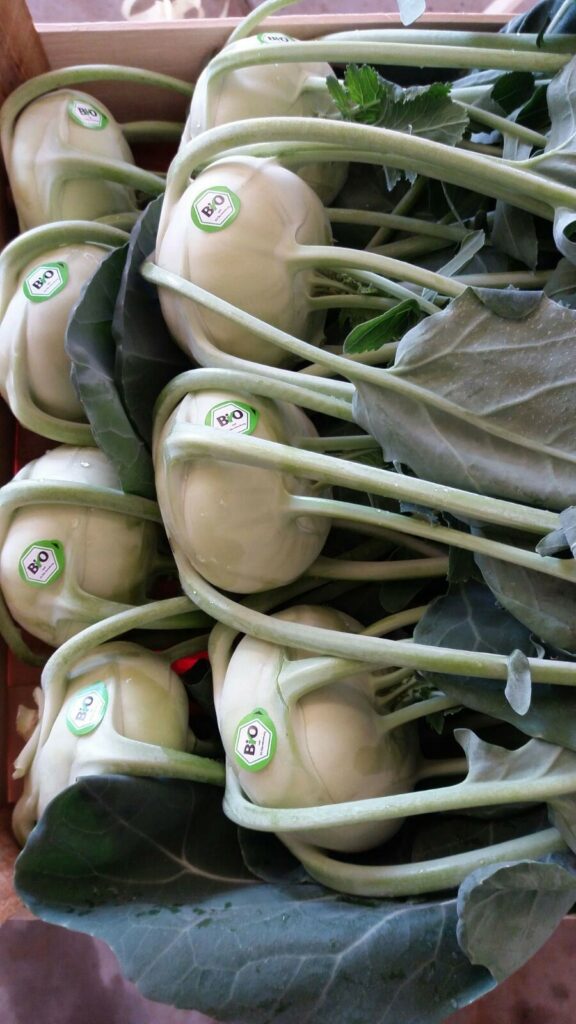 Areas of production and availability In Italy, the production of kohlrabi, also Demeter and both CMS free or not, is spread in all southern regions, from Campania to Sicily. We also have a northern production in Veneto. The product, even in the violet variety, is available from the end of October till the beginning of May.   Packaging The pieces of kohlrabi are packed in wooden boxes.
