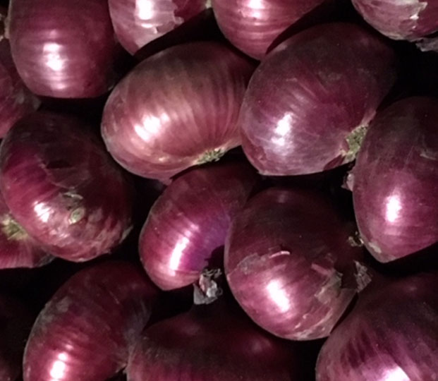 Product features and varieties Common onions are divided in three colour varieties: yellow, red and white, which also differ in organoleptic characteristics and so in cooking uses. Yellow onions have a strong taste, whereas red onions are sweeter and perfect also for raw consumption. We also commercialize the shallot. Production area and harvesting We commercialize onion both from Spain and Italy. Our best varieties of Spanish onions are the yellow Recas, and the red Potes and, between the Italian ones, the famous Borettana onion. Those two varieties of yellow and red onions are produced on a farm in the west of the Spanish region Andalucía in the highlands of about 1000 m elevation. Protected from extreme heat waves and droughts, our red onions can thrive until the harvest in the beginning of August until beginning of November. The yellow onions, on the other side, are available from September until February. Italian onions, including Borettana, and shallot are available from August till the end of February or the beginning of March. The areas of production in Italy are in Abruzzo and Sicily. Packaging Onions can be delivered loose in cardboard boxes from Spain. For the Italian products the boxes available are in cardboard box wooden and RPC.