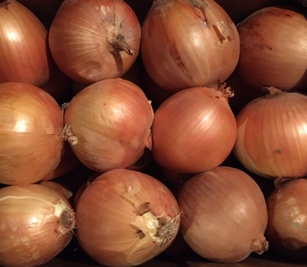 Onions - immagine 5