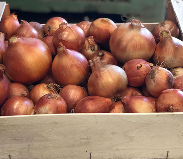 Onions - immagine 2