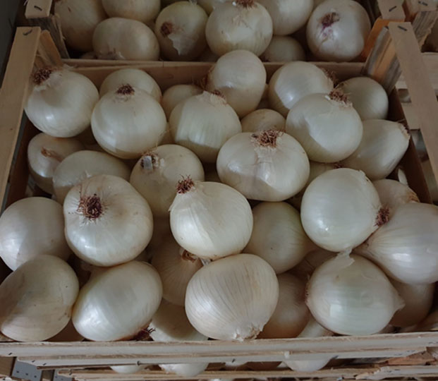 Onions - immagine 3