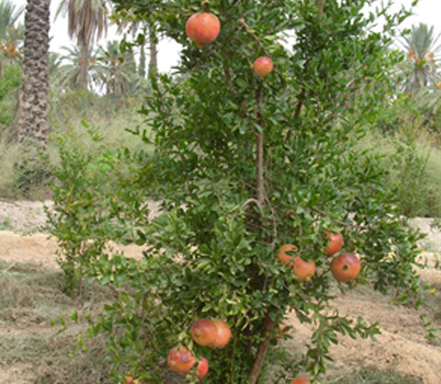 Pomegranate - immagine 3