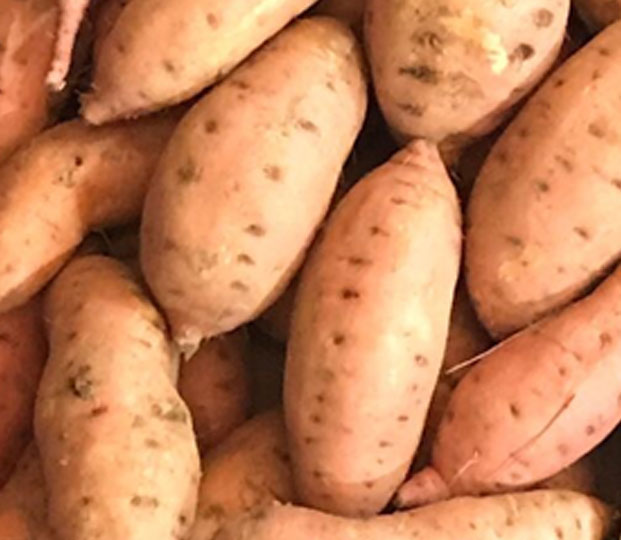 Production area and harvesting We receive this product from farms in South Spain, in Andalucía, but also from many regions in Italy. The season begins in September and lasts until March/April.   Packaging We offer the sweet potatoes, ranged for different calibres, loose in cardboard boxes.