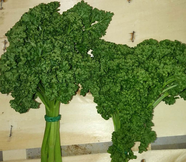 Availability Available mostly in the cold season, from December to April, the aromatic herbs that we usually commercialize are: Dill, Parsley (curly or flat), Basil, Mint, Thyme, Oregano, Marjoram, Salvia, Rosemary and Coriander Area of production and packaging Our best producers are all located in Puglia and are available in bunch or loose, in cardboard boxes.