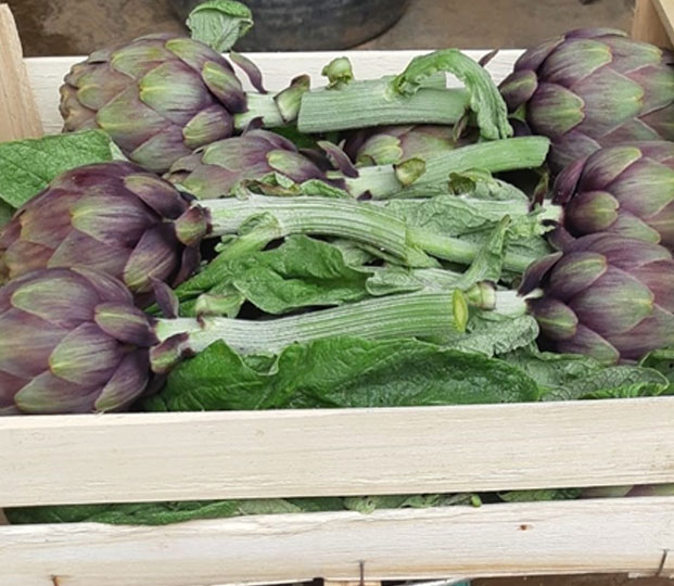 Artichoke - immagine 3