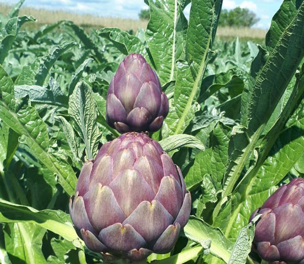 Artichoke - immagine 4
