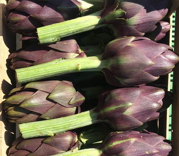 Artichoke - immagine 5