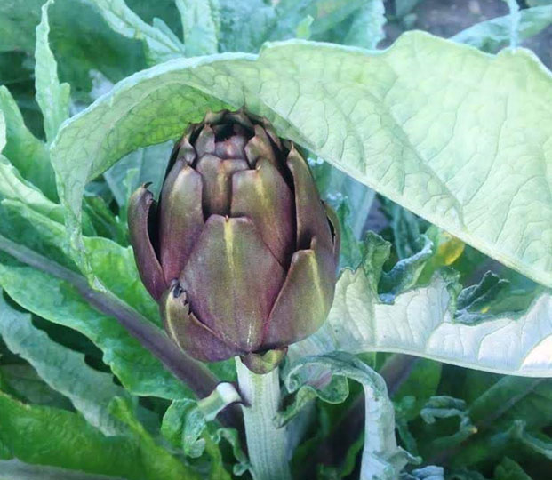 Artichoke