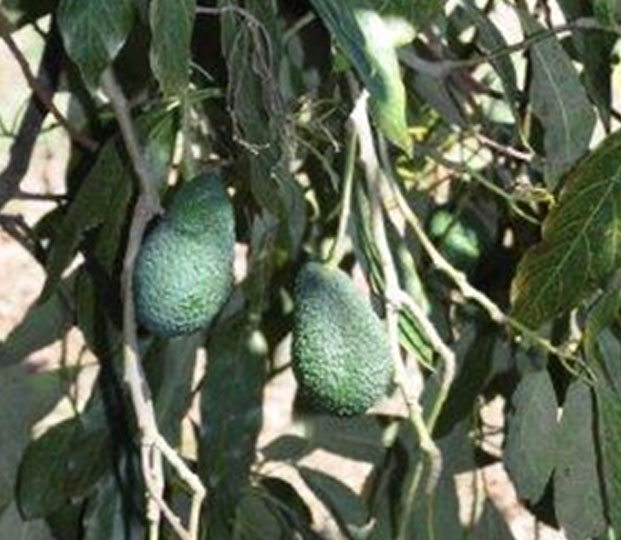 Avocados - immagine 2