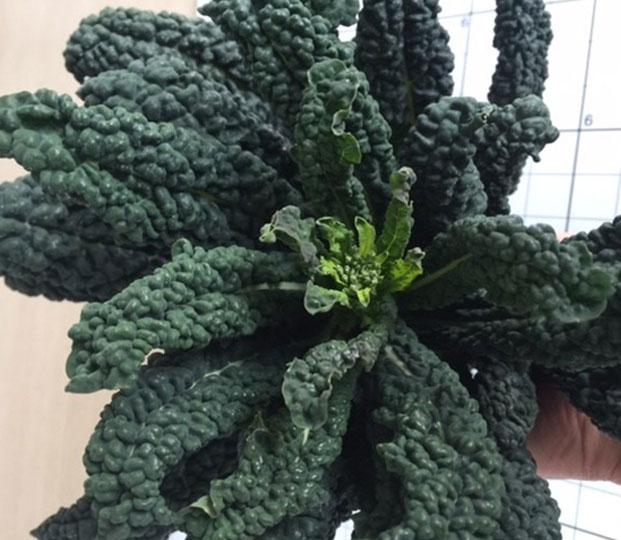 Black cabbage