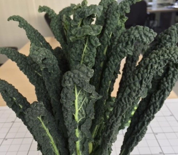 Black cabbage - immagine 2