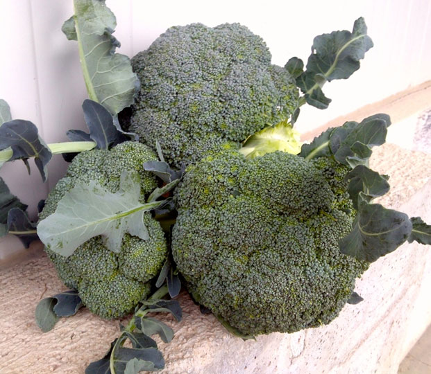 Product features: The Naxos variety is the best hybrid for autumn harvest and produces a large, heavy, compact, fine-grained corymb with an attractive dark green color. Organoleptic characteristics: Excellent for fresh consumption, thanks also to the perfect area of vocation (Apulia), it represents a very top quality product. Period of maturation and harvesting: Maturation occurs 75 days after transplantation. Harvesting takes place already in the first decade of October. Initially with 6/7 pallets available per week, then more than 20. Ends in May. Packaging: The product is palletized in wooden crates or RPC (Reusable Plastic Containers). Possibility to have both EUR and INDU platforms.